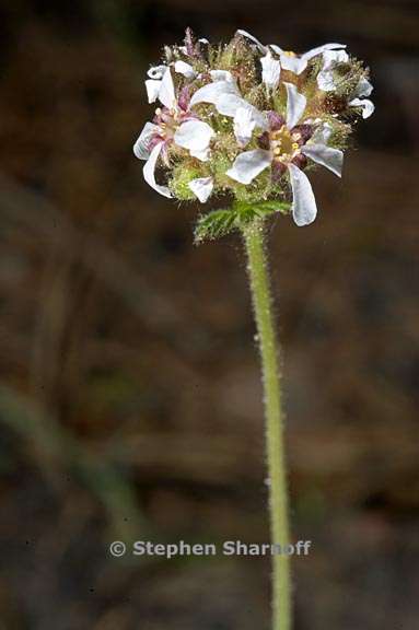 horkelia fusca var parviflora 6 graphic